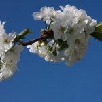 Cvetoča češnja IMG 6280 (3)-1