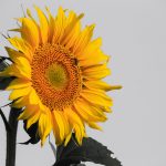 sunflower-